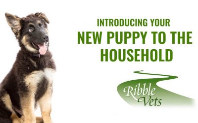 Introducing your new puppy to the household