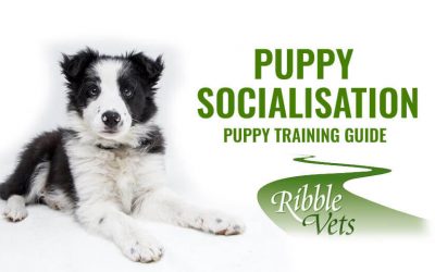 Puppy Socialisation