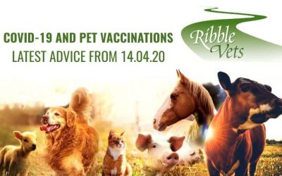 Covid-19 and Pet Vaccinations – Latest Advice from 14.04.20