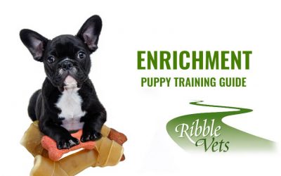 Enrichment for Dogs
