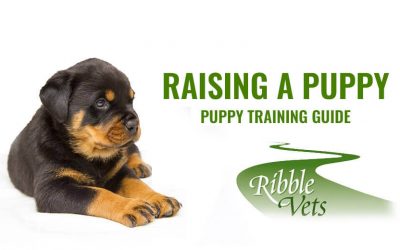 Raising A Puppy