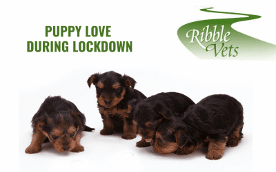 Puppy Love during Lockdown
