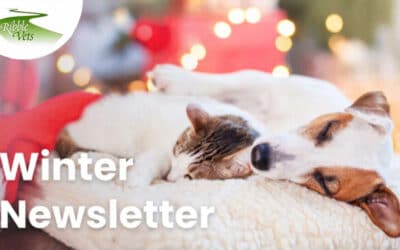 Winter Newsletter 2026