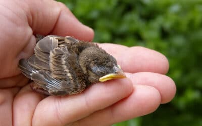 Found a baby bird?