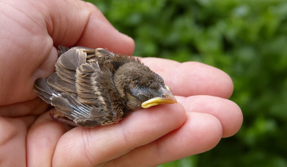 What to do when you find a baby bird