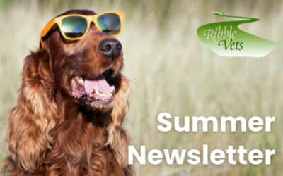 Summer Newsletter 2026