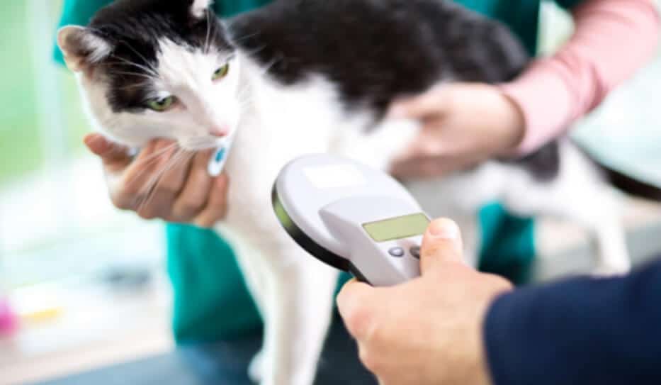 Lost Pet Prevention Month