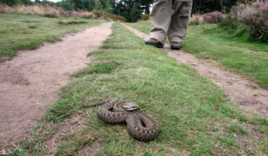 adder snake Summer Pet Hazard for Dogs