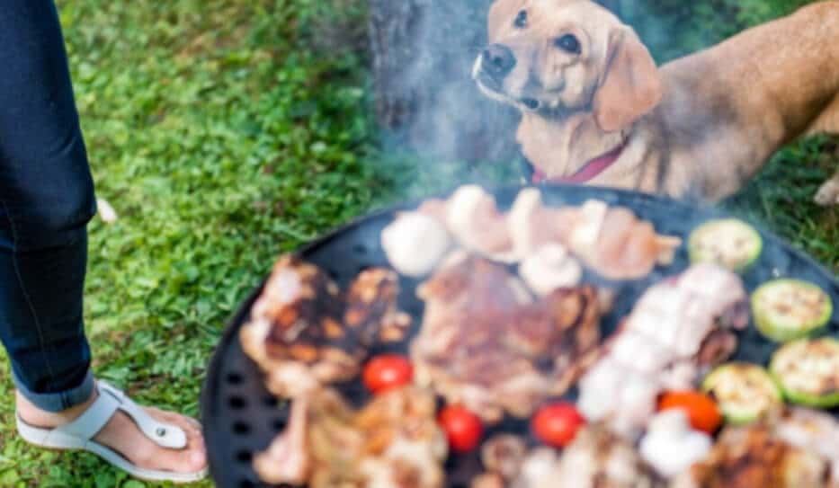 BBQs Summer Pet Hazard for Dogs