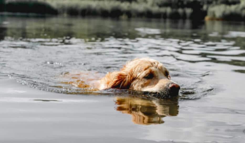 Toxic Algae Summer Pet Hazard for Dogs