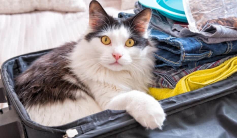 Travelling Abroad with your Pet
