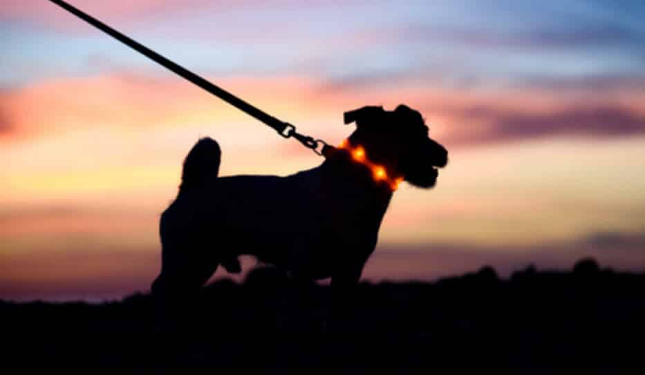 Travelling Abroad with your Pet