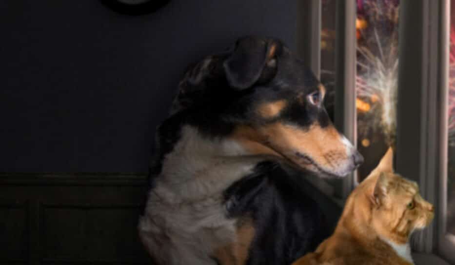 Travelling Abroad with your Pet