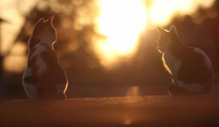 Travelling Abroad with your Pet