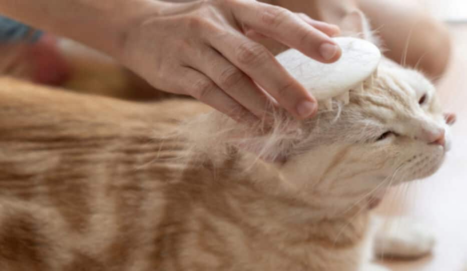Travelling Abroad with your Pet