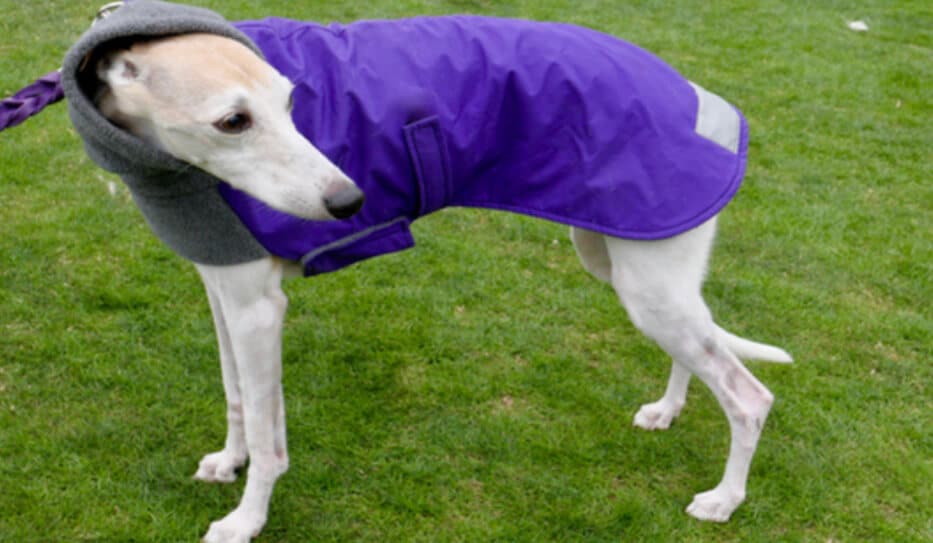 Travelling Abroad with your Pet